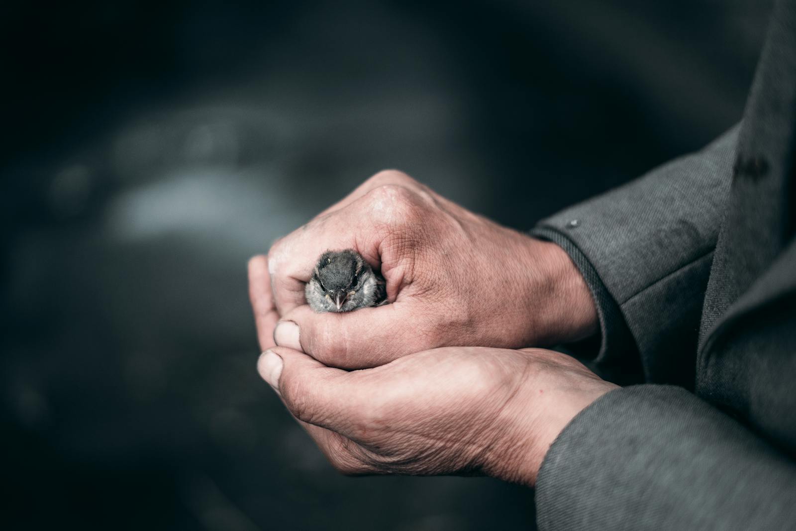 Unrecognizable careful male showing small bird with gray plumage in hands while standing on street in city on blurred background