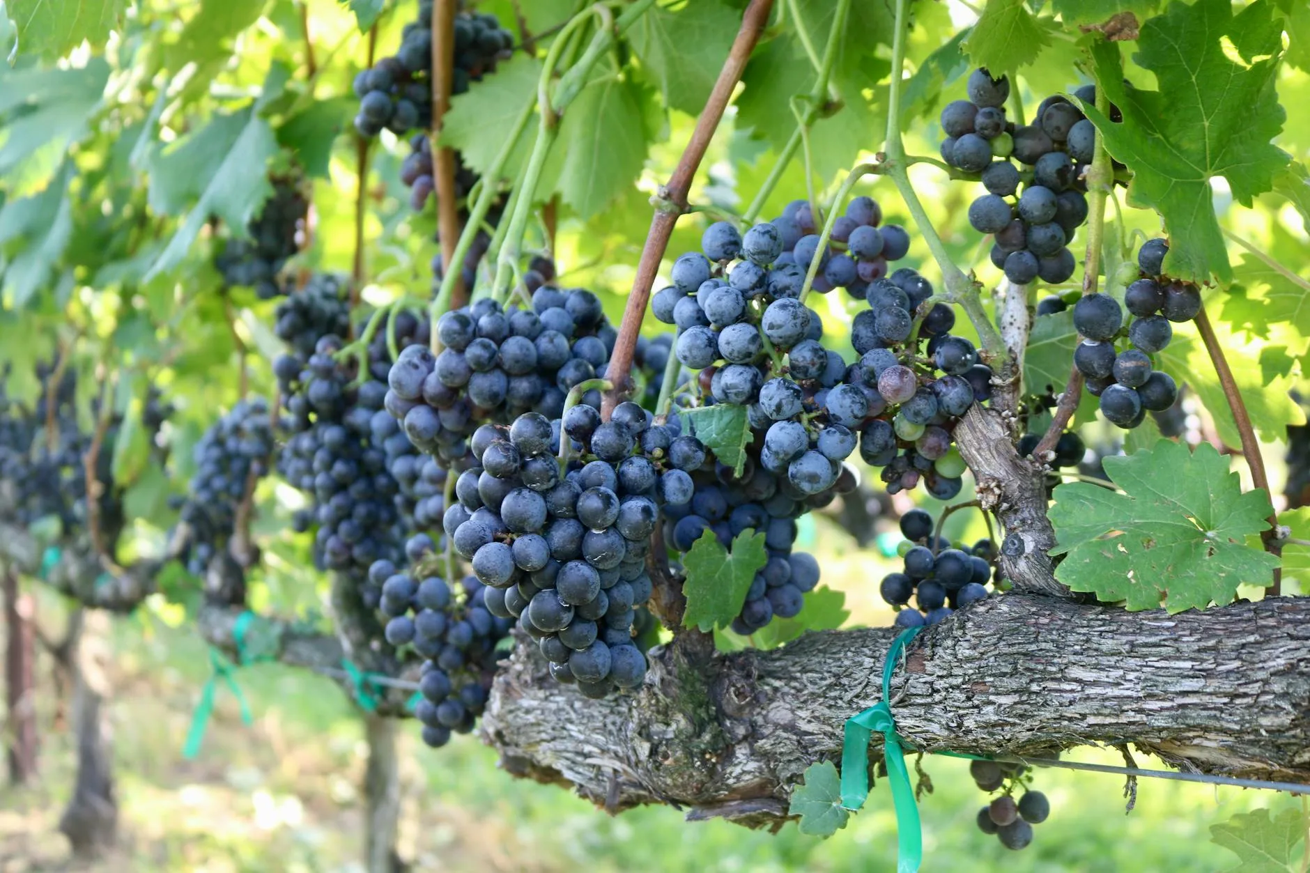 ripe grapes hanging on tree in garden